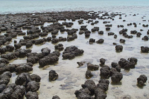 320px-Stromatolites_in_Sharkbay